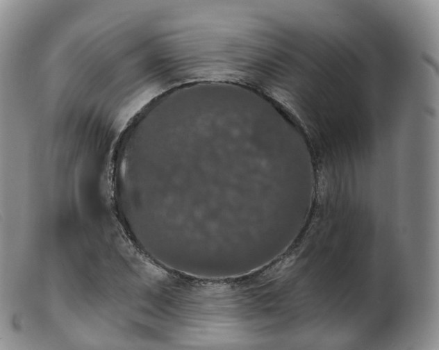 X0000099381071200805221800