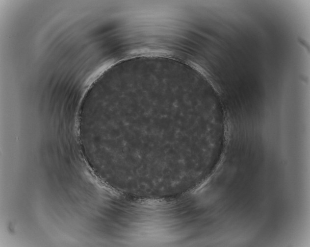 X0000099381074200805221800