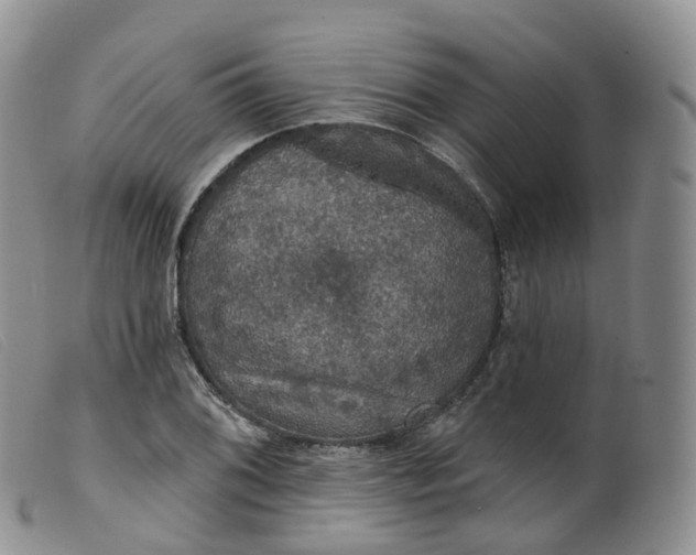 X0000099381076200805221800