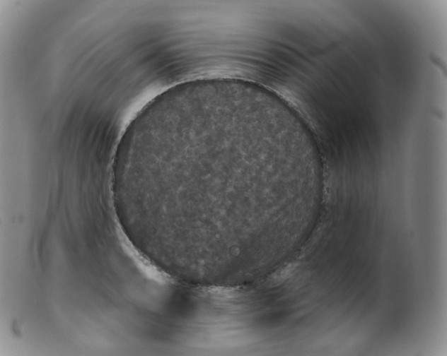 X0000099381086200805221800