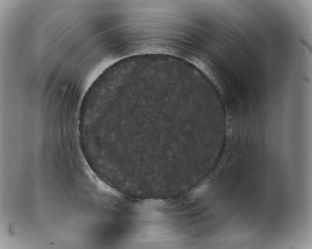 X0000099381094200805221800