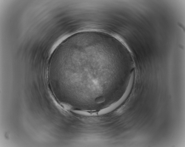 X0000099381101200805221800