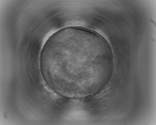 X0000099381104200805221800