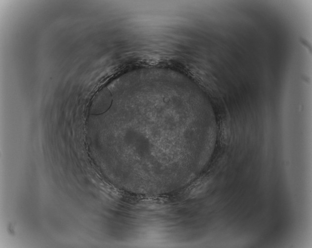 X0000099381105200805221759