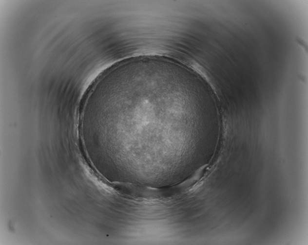 X0000099381124200805221759