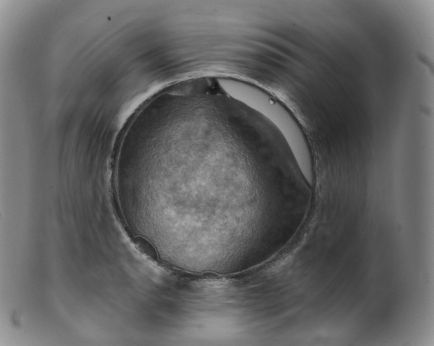 X0000099381134200805221759