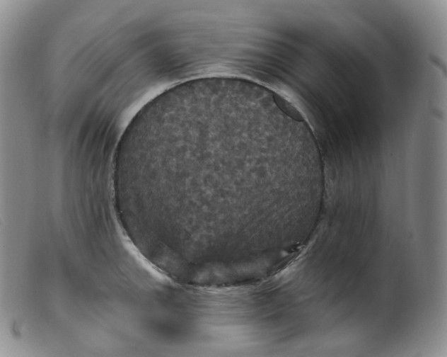 X0000099381142200805221759