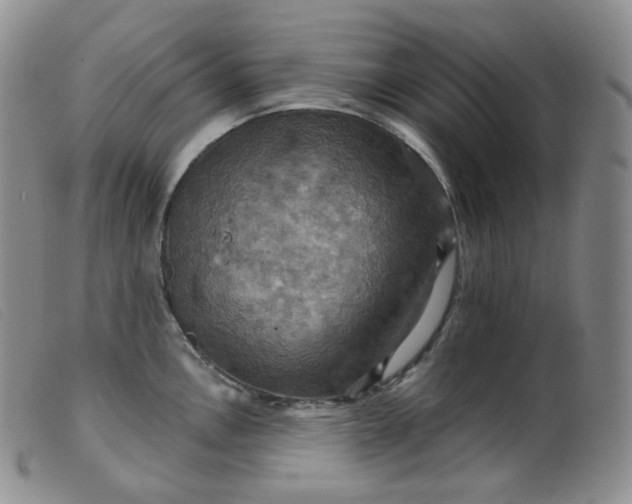 X0000099381146200805221759