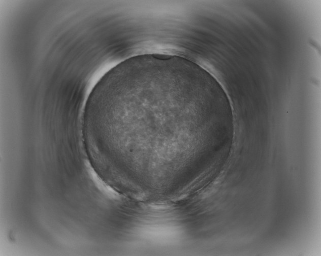 X0000099381152200805221800