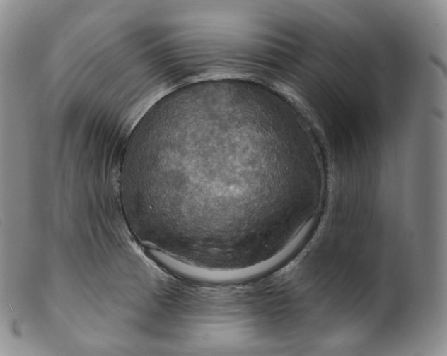 X0000099381185200805221758