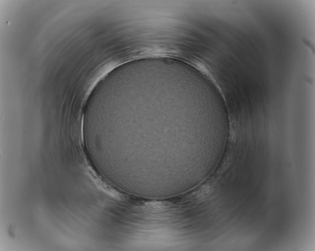 X0000099381227200805221758