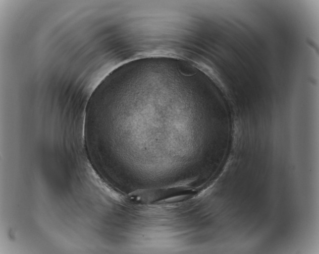 X0000099381228200805221758