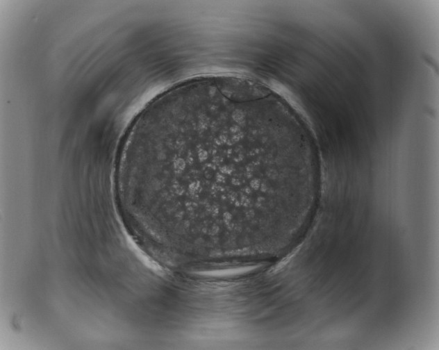 X0000099381237200805221758