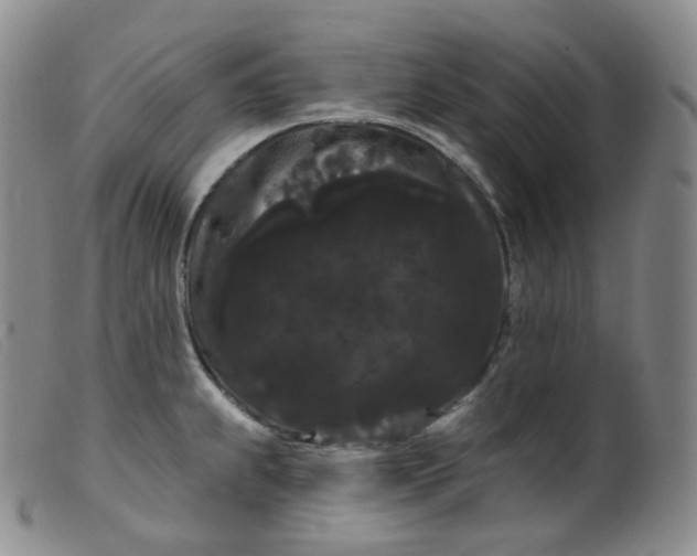 X0000099381239200805221758