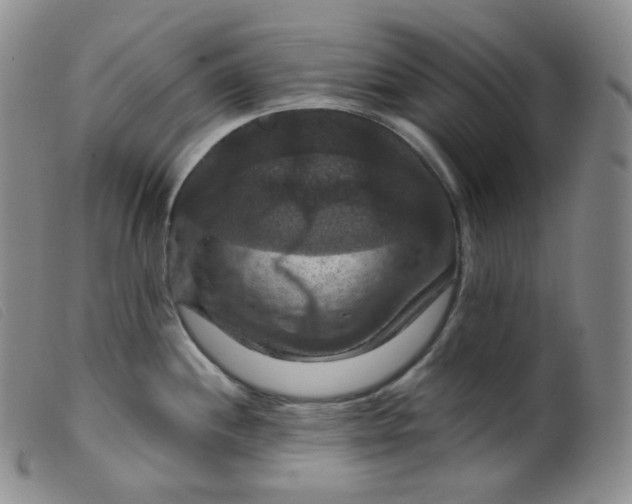 X0000099381244200805221758