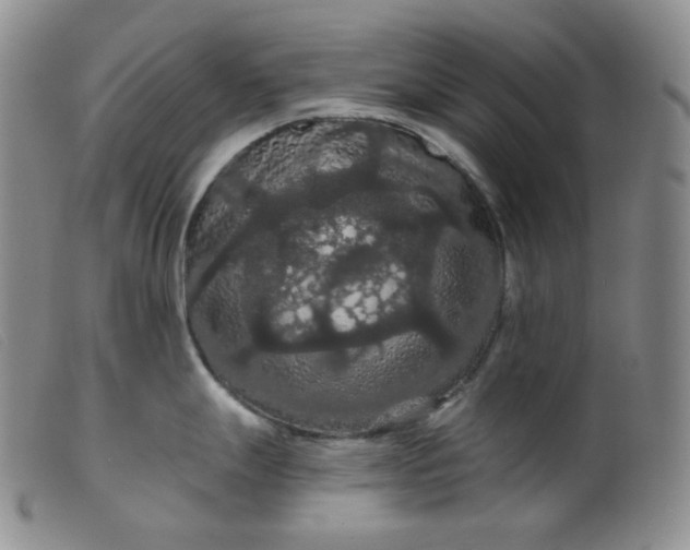 X0000099381247200805221758