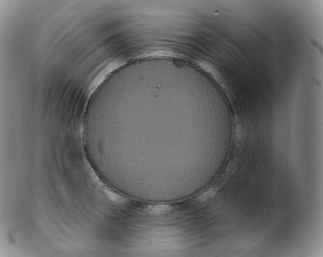 X0000099381282200805221757