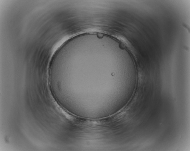 X0000099381286200805221757