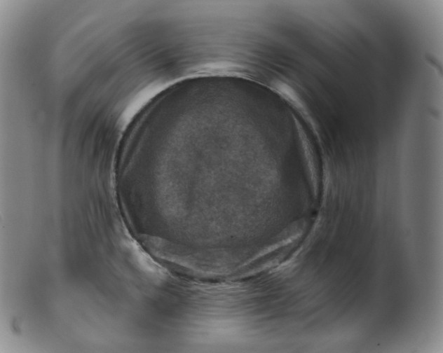 X0000099381336200805221757