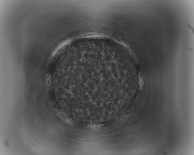 X0000099381351200805221756