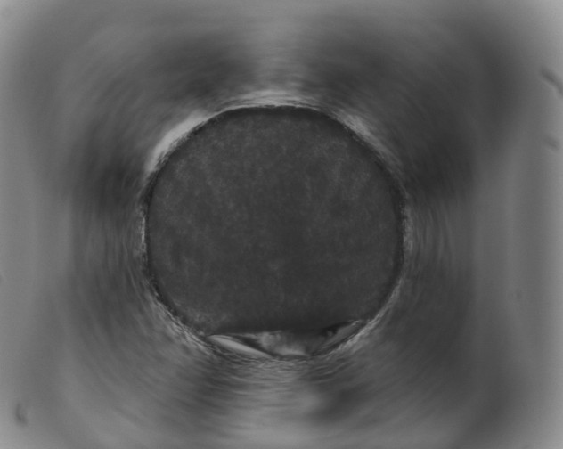 X0000099381358200805221755