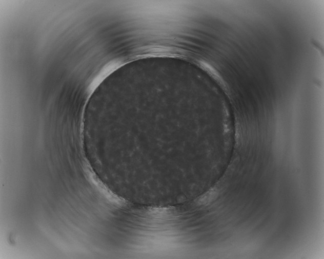 X0000099381378200805221755