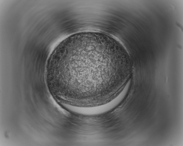 X0000099381379200805221755