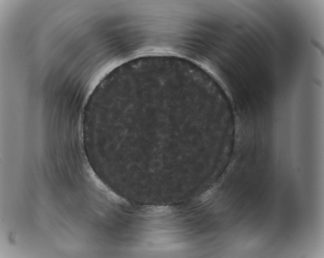 X0000099381382200805221755