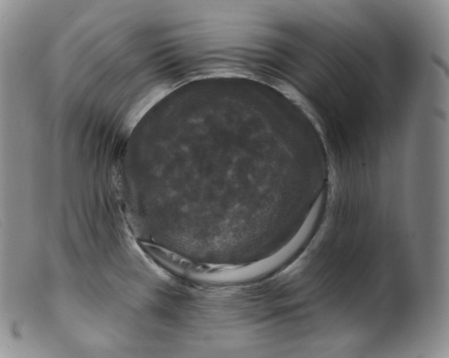 X0000099381385200805221755