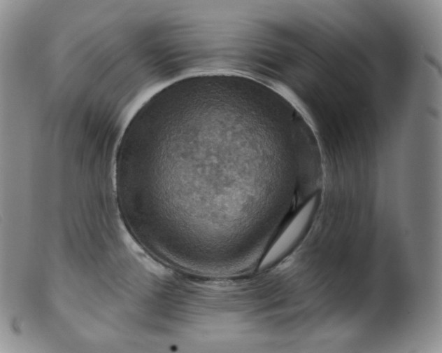 X0000099381388200805221755