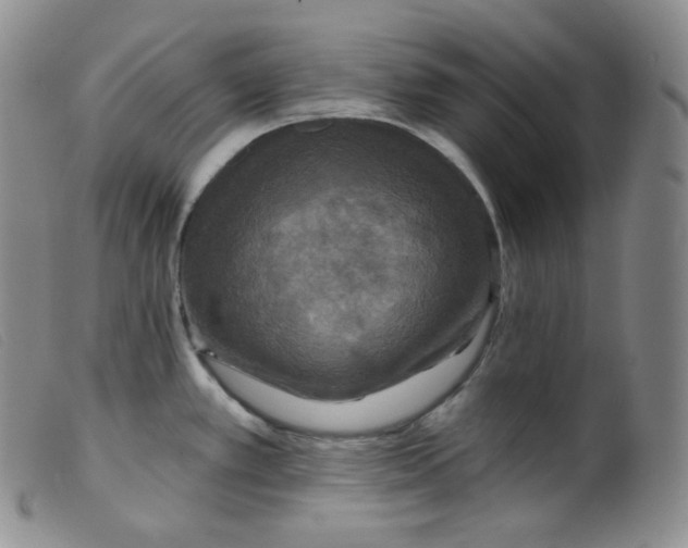 X0000099381389200805221755