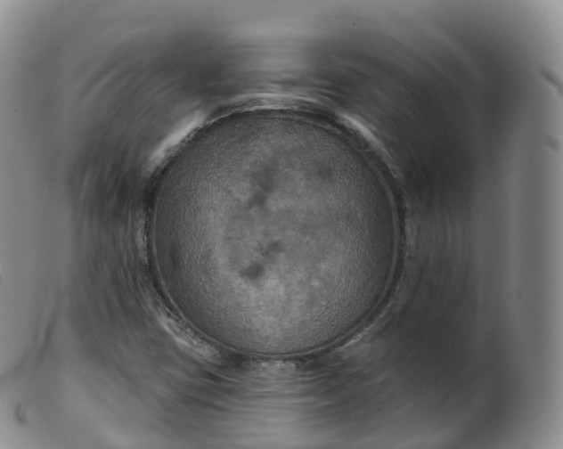 X0000099381403200805221754