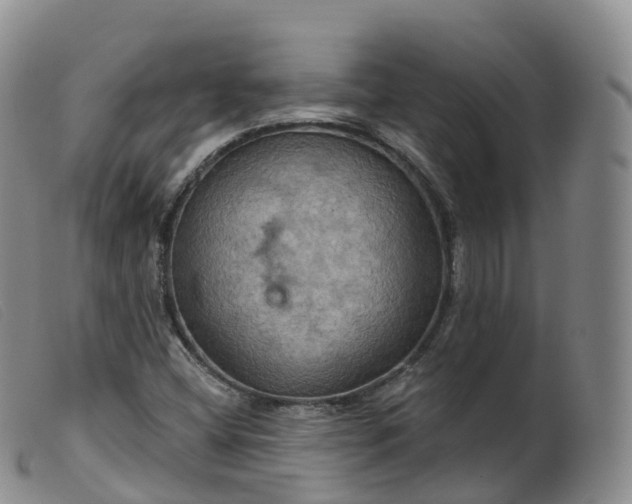 X0000099381404200805221754