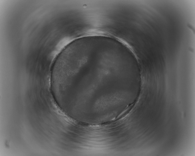 X0000099381415200805221755