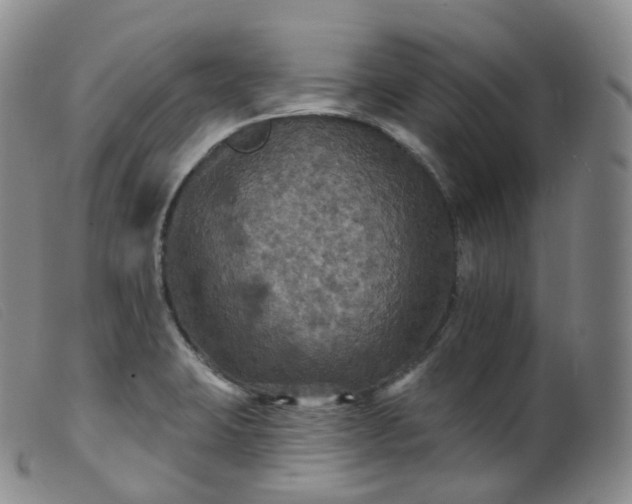 X0000099381423200805221755