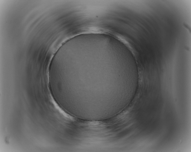 X0000099381479200805221754