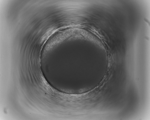 X0000099380002200805291138