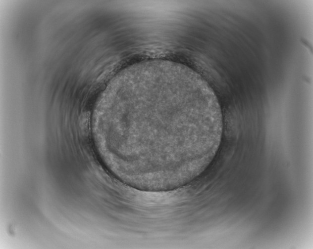 X0000099380034200805291138