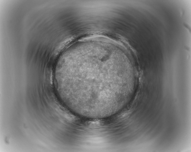 X0000099380068200805291137