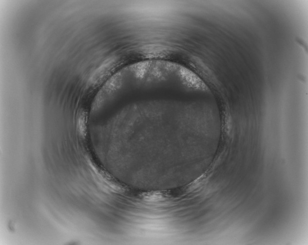 X0000099380074200805291137
