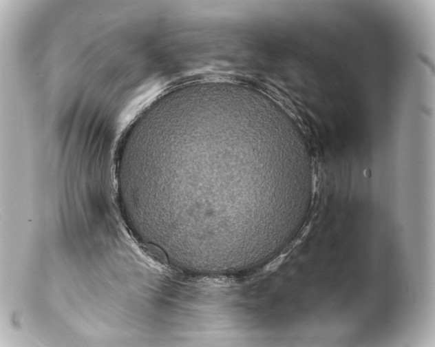 X0000099380245200805291134