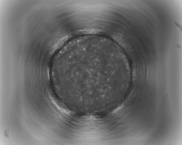 X0000099380254200805291134