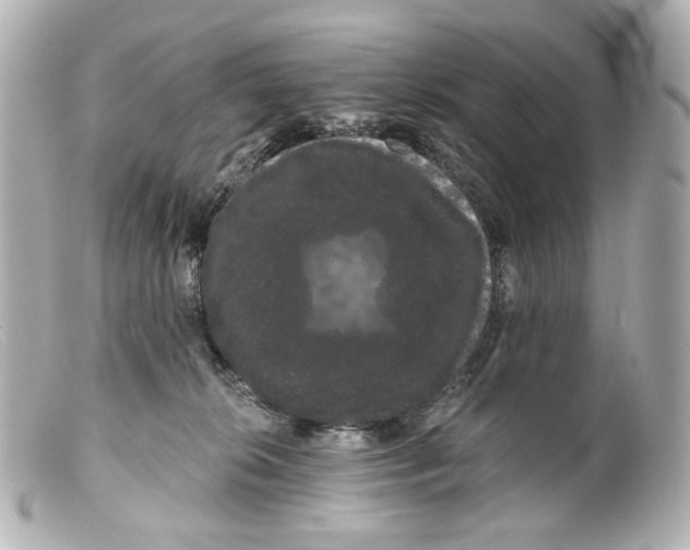 X0000099380276200805291135