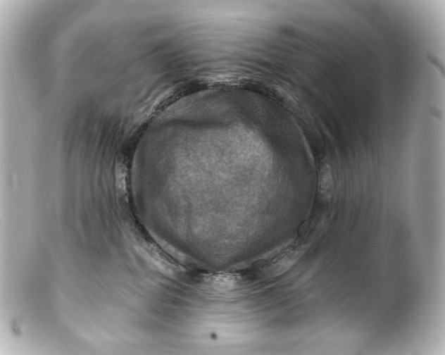 X0000099380282200805291135