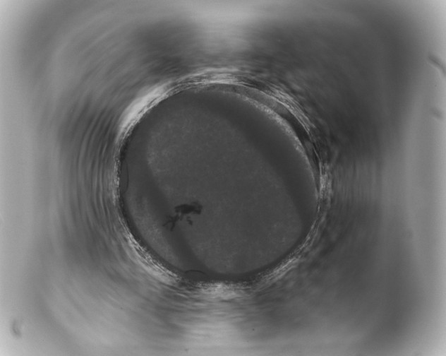 X0000099380293200805291134