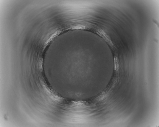 X0000099380300200805291134