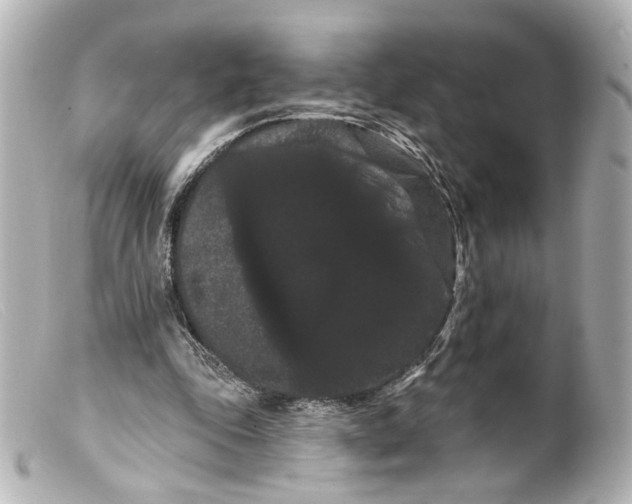 X0000099380343200805291133