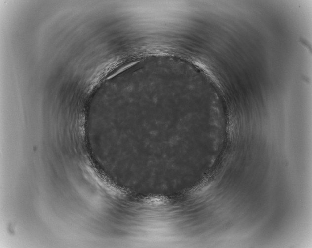 X0000099380402200805291132