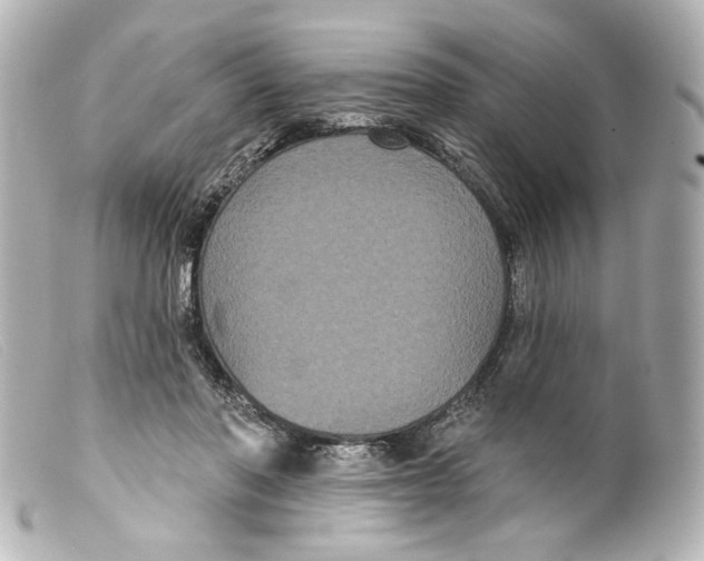 X0000099380406200805291132