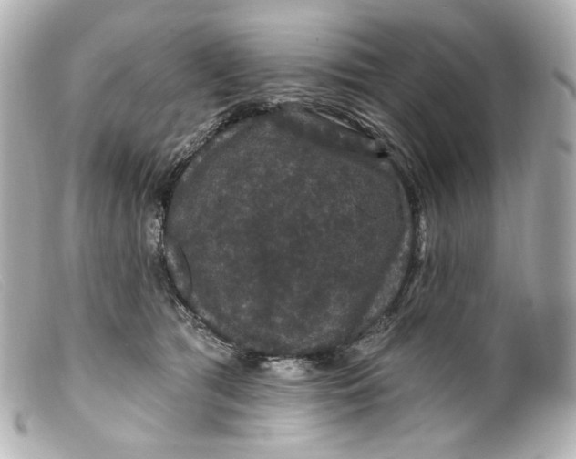 X0000099380417200805291132